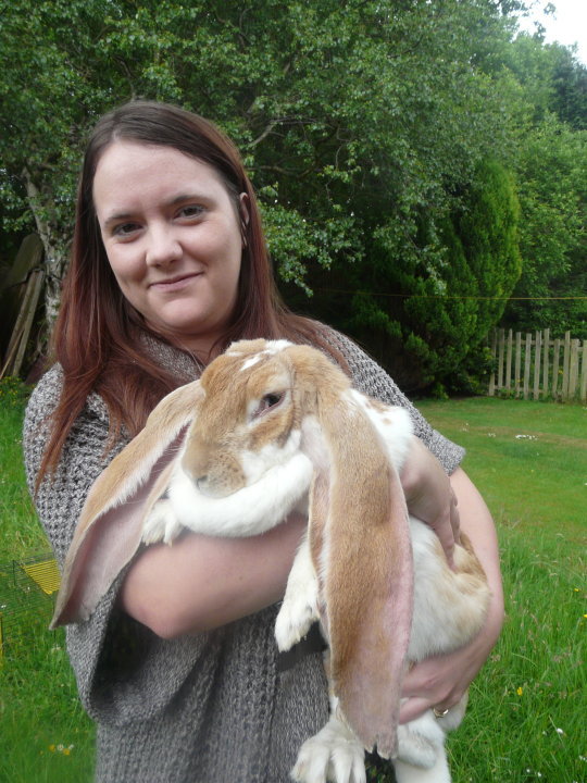 English Lop Rabbits | Rabbits for Sale 